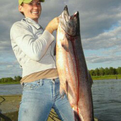Alaska King Salmon