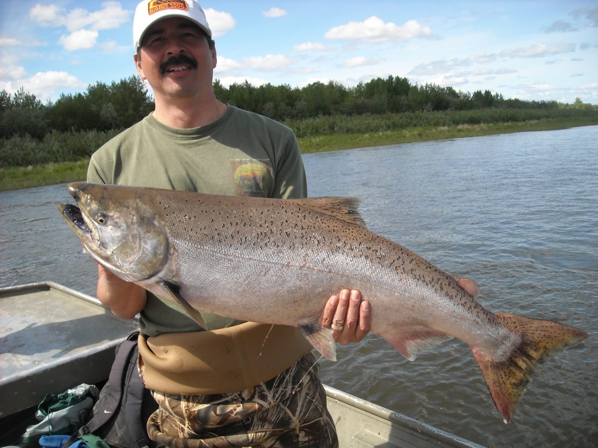 Alaska King Salmon