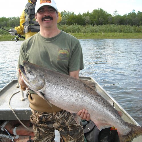 Alaska King Salmon