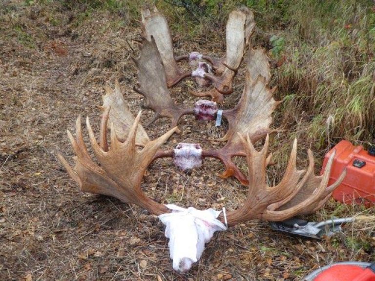Alaska Moose Hunt